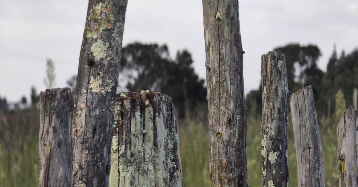 A Beginner's Journey: Installing Timber Fencing Explained
