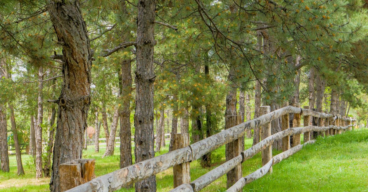 How Regular Upkeep Enhances the Aesthetics of Timber Fencing