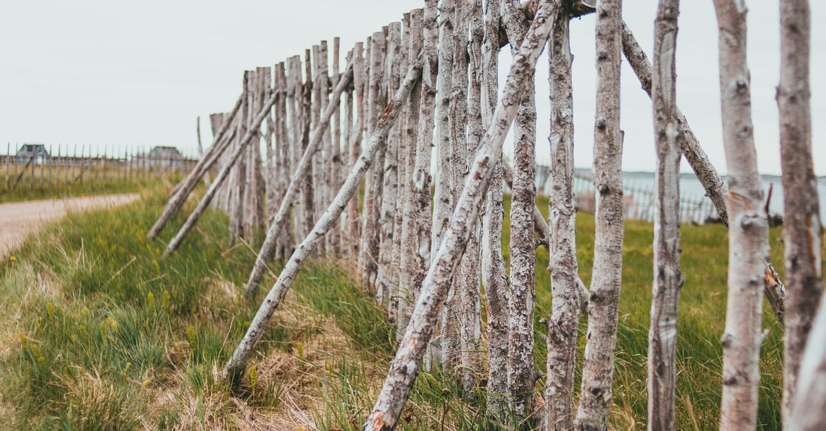 Identifying Signs of Termite Damage in Fencing