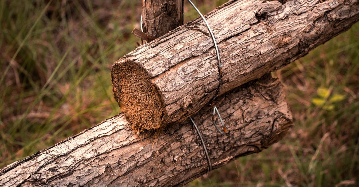 The Importance of Regular Pest Inspections for Timber Fencing
