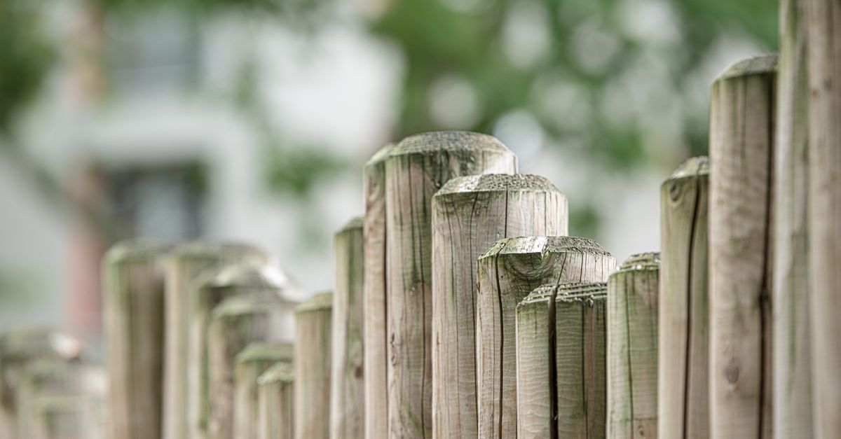 Understanding the Life Cycle of Pests in Timber Environments